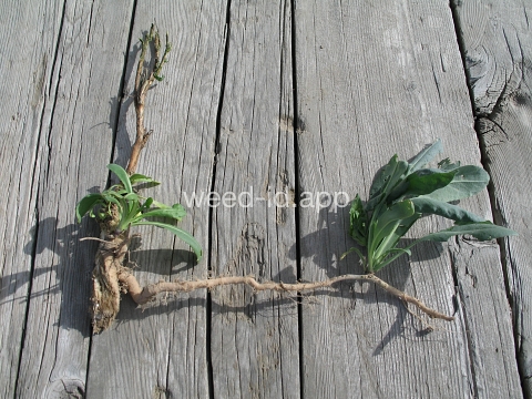 woad, dyer's